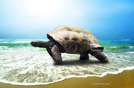 تصویر لاکپشت در ساحل